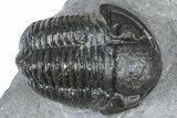 Detailed Gerastos Trilobite Fossil - Morocco #363958-3